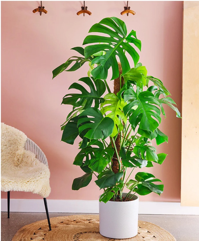 Monstera Plant